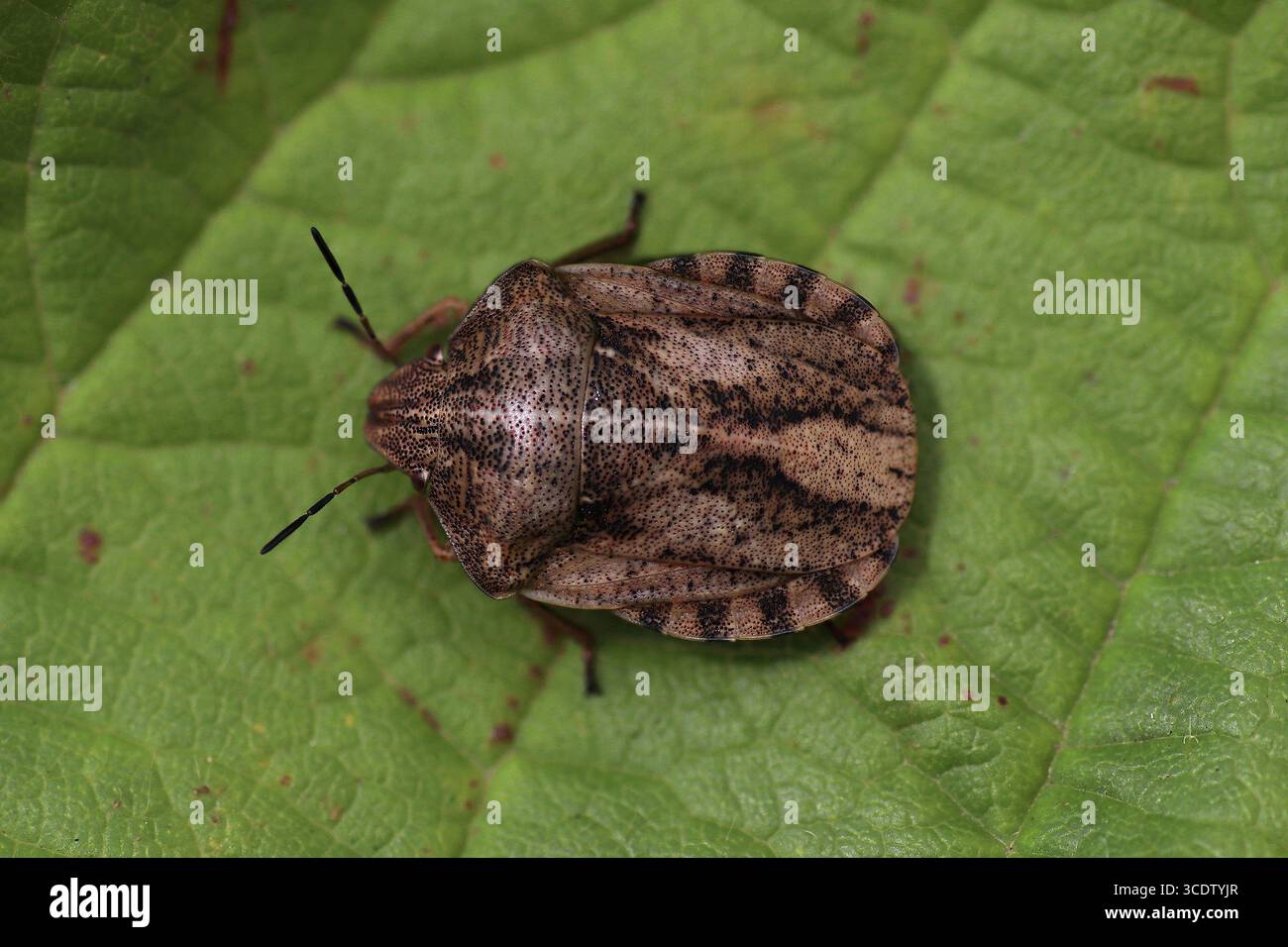 Tartaruga Shieldbug Eurygaster testudinaria Foto Stock