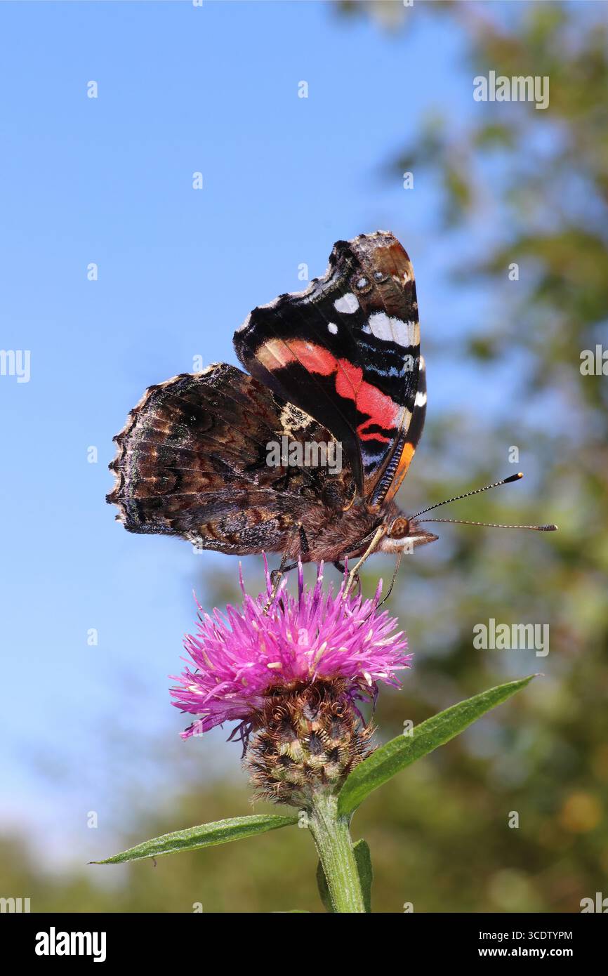 Ammiraglio rosso Vanessa atalanta che si nutre di Knapweed comune Centaurea nigra Foto Stock