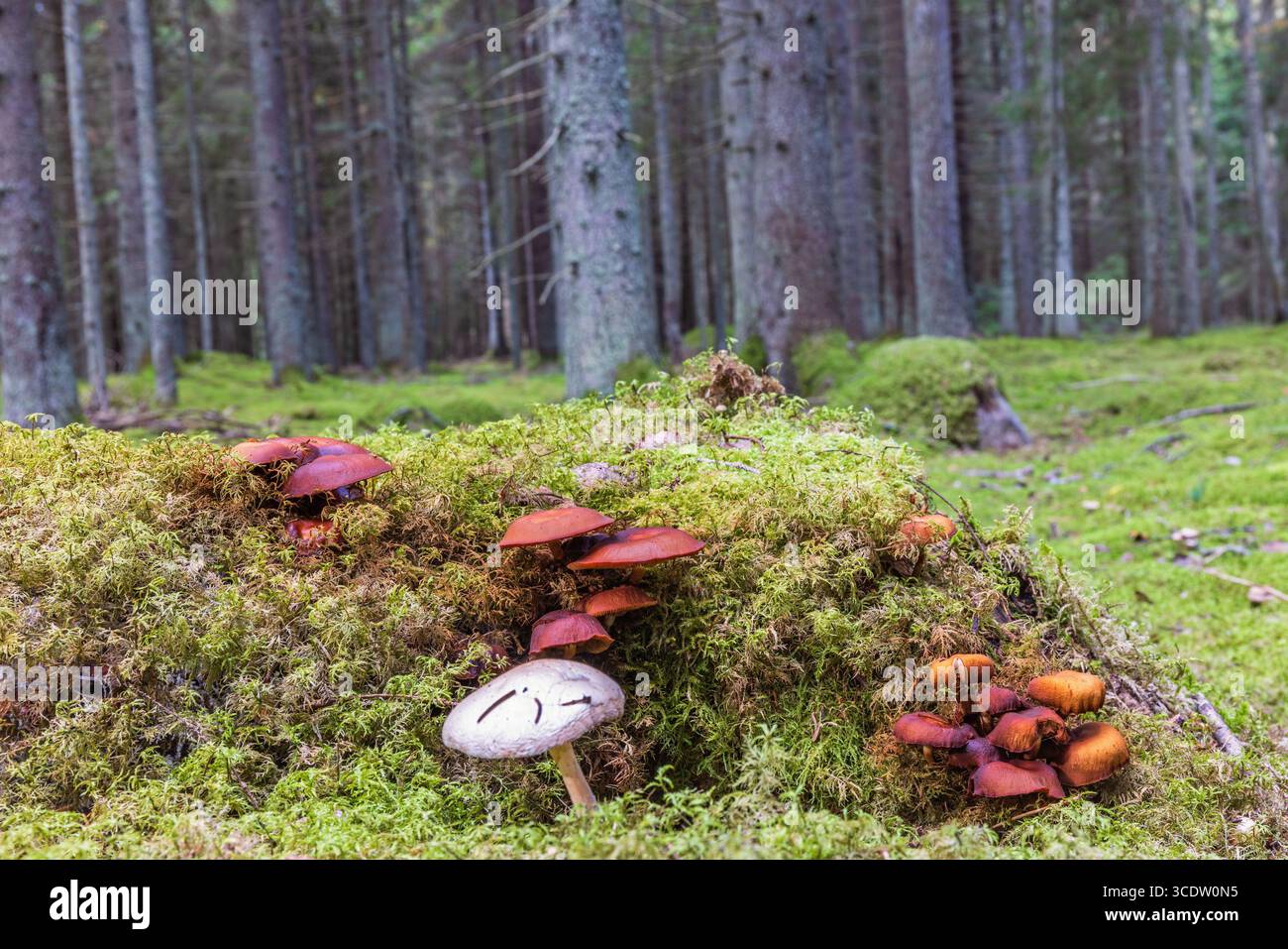 Funghi che crescono il muschio verde in una foresta di abeti rossi Foto Stock