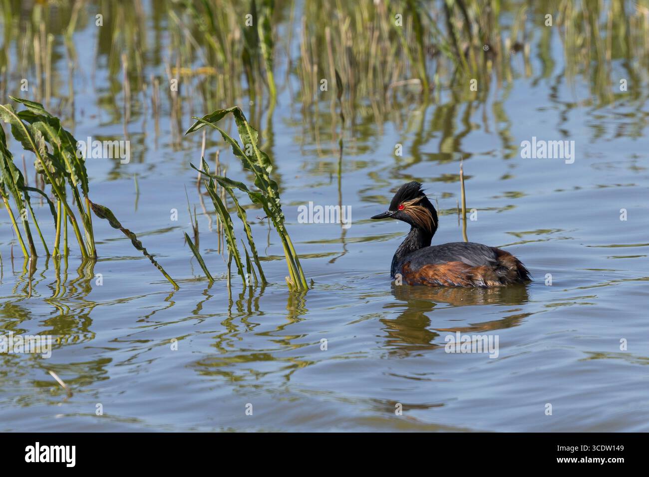 Schwarzhalstaucher, Schwarzhals-Taucher, Prachtkleid, Brutkleid, Taucher, Podiceps nigricollis, grebe dal collo nero, grebe dalle orecchie, piumaggio da riproduzione, le Foto Stock