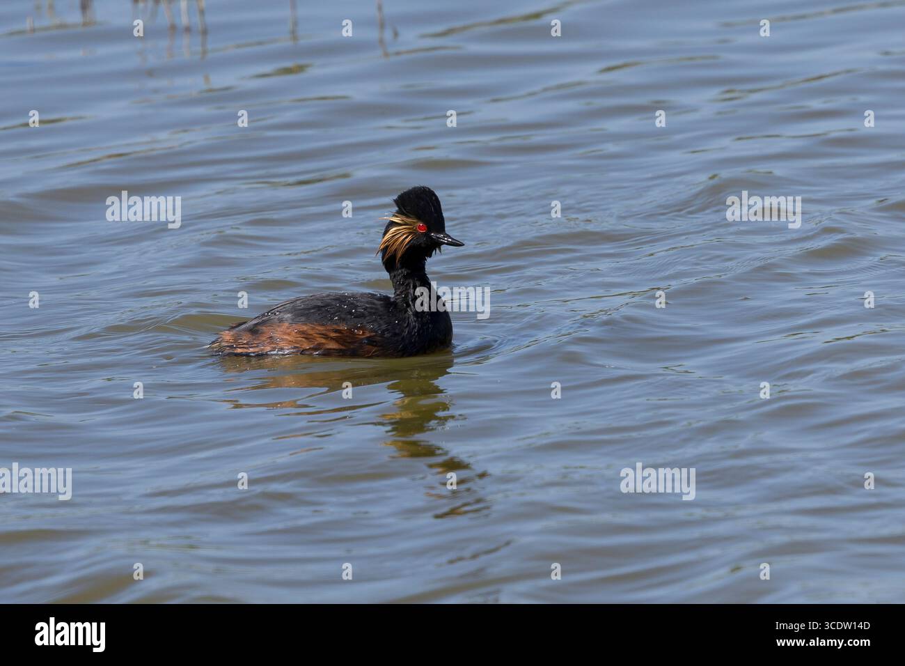 Schwarzhalstaucher, Schwarzhals-Taucher, Prachtkleid, Brutkleid, Taucher, Podiceps nigricollis, grebe dal collo nero, grebe dalle orecchie, piumaggio da riproduzione, le Foto Stock