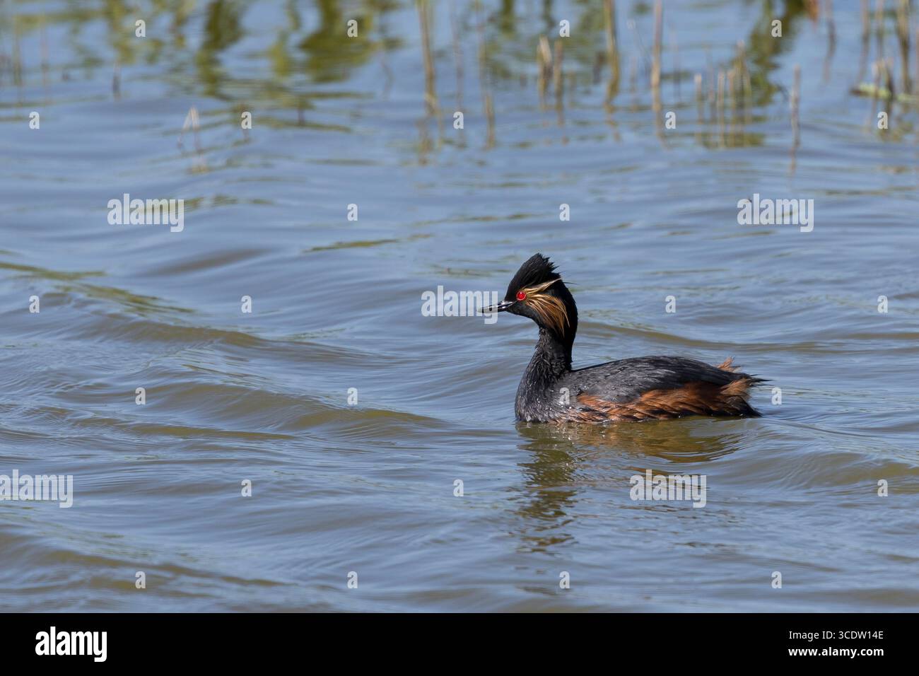 Schwarzhalstaucher, Schwarzhals-Taucher, Prachtkleid, Brutkleid, Taucher, Podiceps nigricollis, grebe dal collo nero, grebe dalle orecchie, piumaggio da riproduzione, le Foto Stock