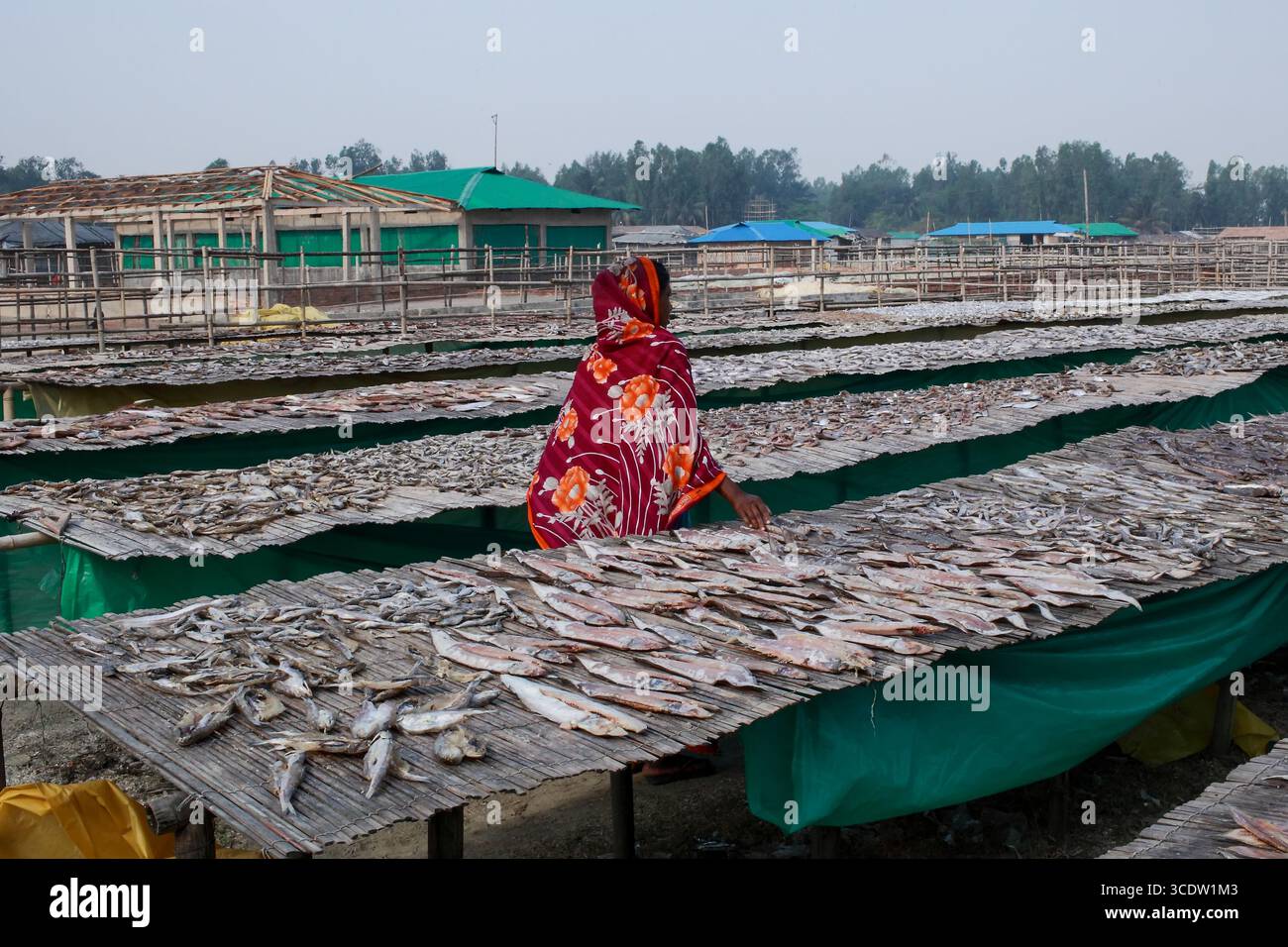 Cox's Bazar, Bangladesh - 7 marzo 2022: Vista di una donna in un vivace scialle floreale rosso e arancione che tende a filari di pesci secchi su piattaforme di bambù un Foto Stock