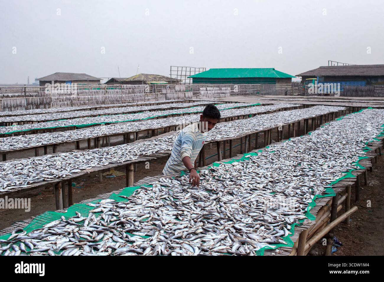 Cox's Bazar, Bangladesh - 7 marzo 2022: Veduta di un uomo che organizza meticolosamente pesci d'argento su lunghe piattaforme con reti verdi sotto il cielo pallido, in una scena della tradizionale industria costiera. Foto Stock