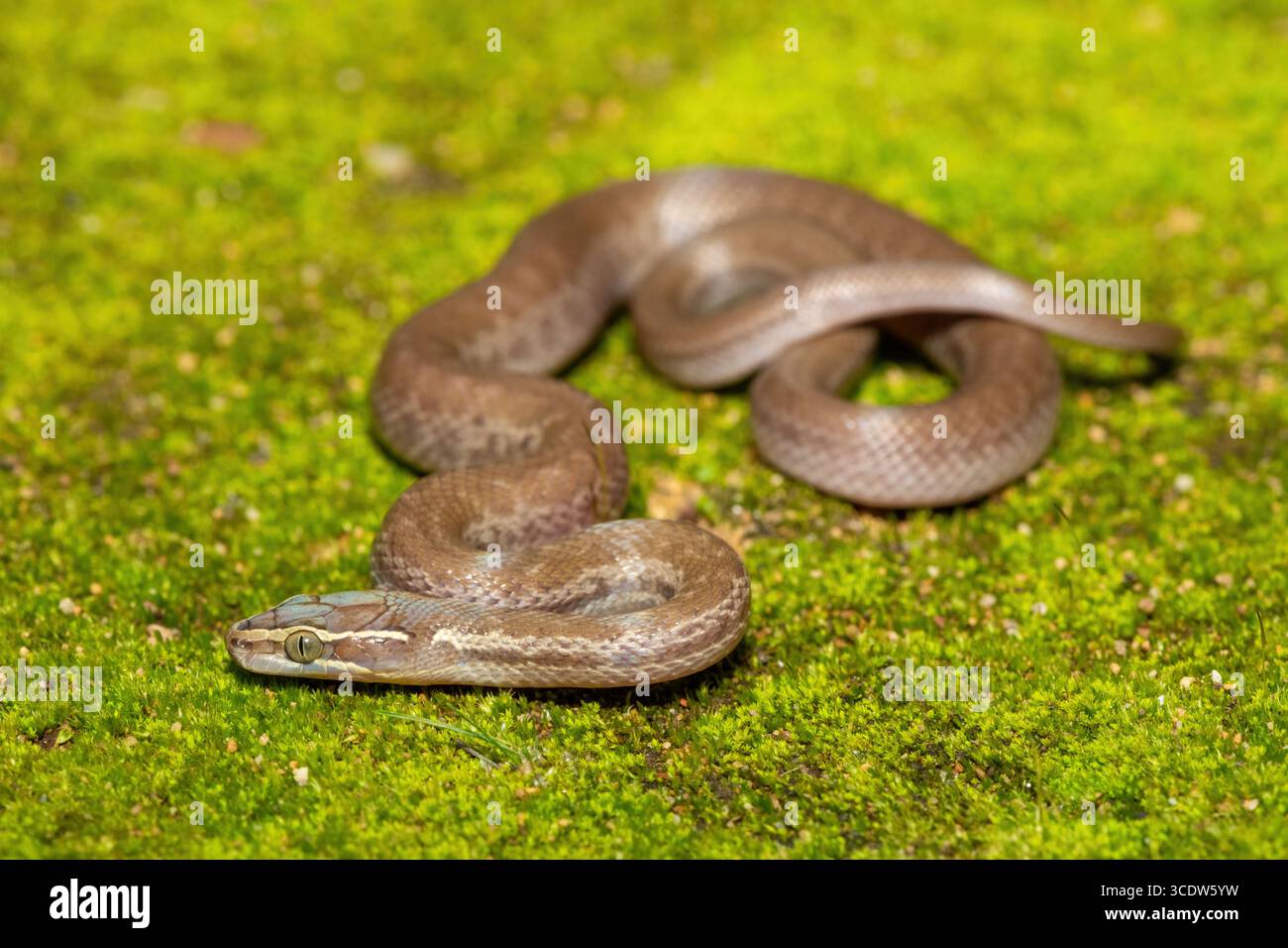 Brown House Snake (Boaedon capensis) primo piano su Mossy Ground – rettile africano non velenoso Foto Stock