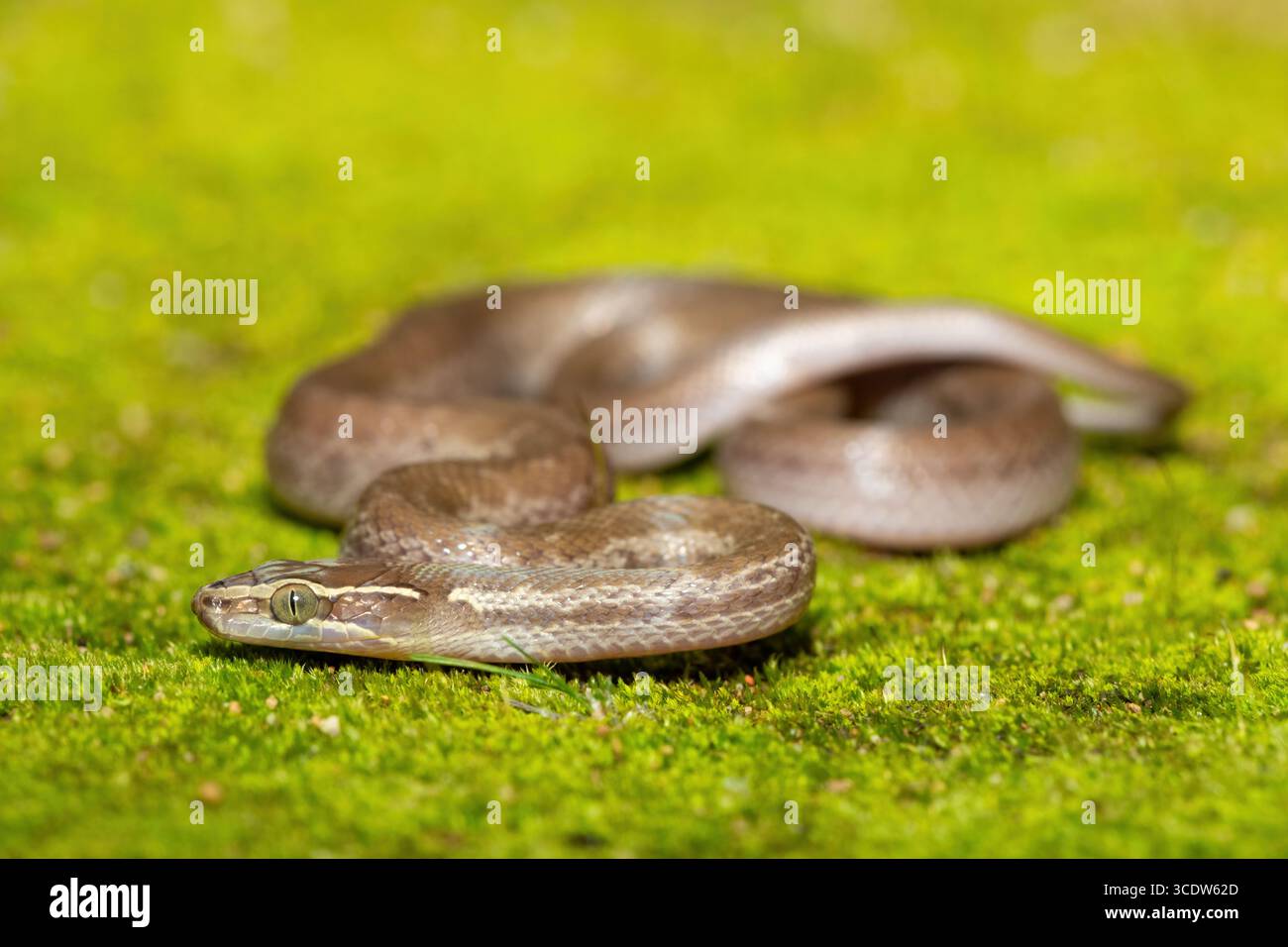 Brown House Snake (Boaedon capensis) primo piano su Mossy Ground – rettile africano non velenoso Foto Stock