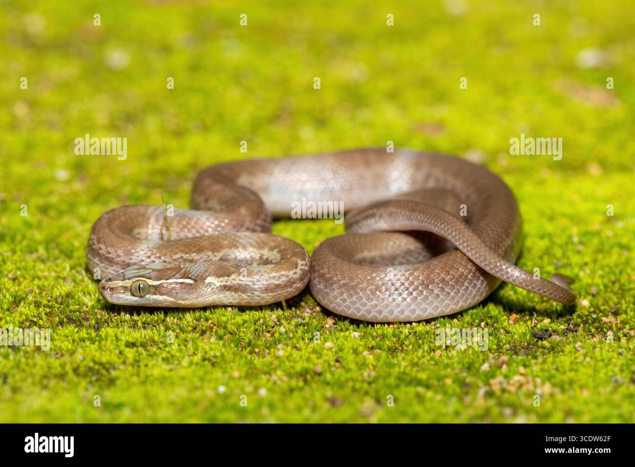 Brown House Snake (Boaedon capensis) primo piano su Mossy Ground – rettile africano non velenoso Foto Stock