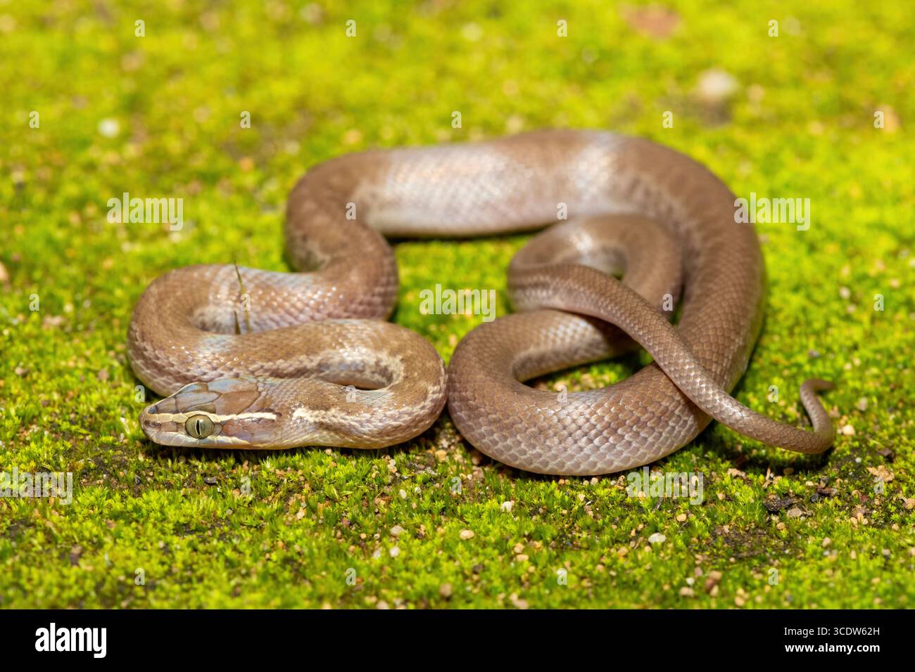 Brown House Snake (Boaedon capensis) primo piano su Mossy Ground – rettile africano non velenoso Foto Stock