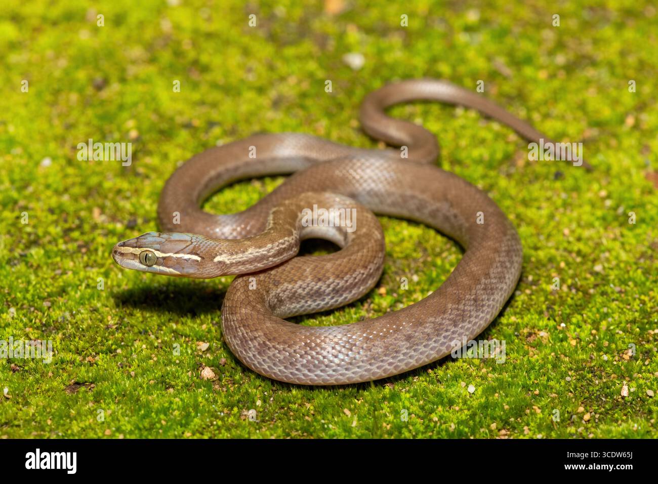 Brown House Snake (Boaedon capensis) primo piano su Mossy Ground – rettile africano non velenoso Foto Stock