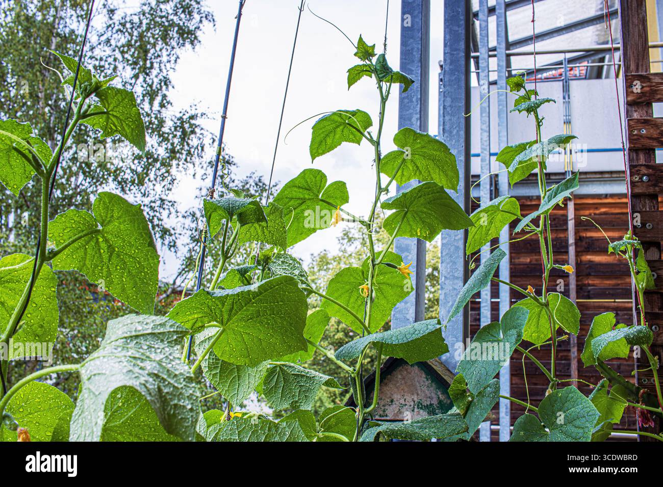 Cetriolo alto con foglie verdi. Crescita verticale supportata da strutture metalliche in ambiente di giardino urbano Foto Stock