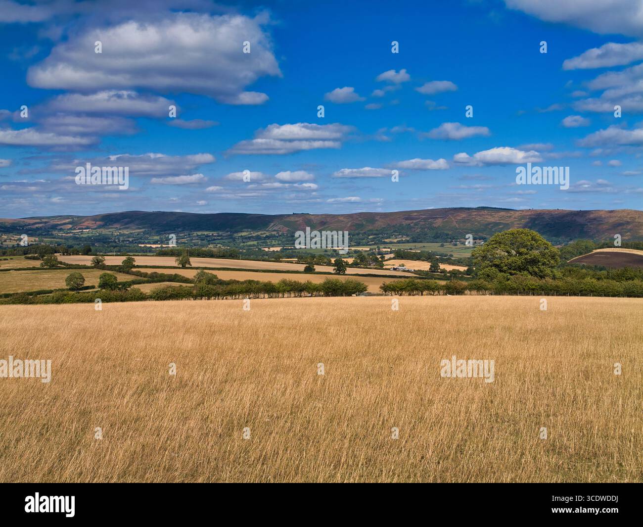 I campi estivi d'oro e le siepi conducono al Long Mynd nello Shropshire, Regno Unito, sotto un cielo blu vibrante con nuvole sparse. Foto Stock