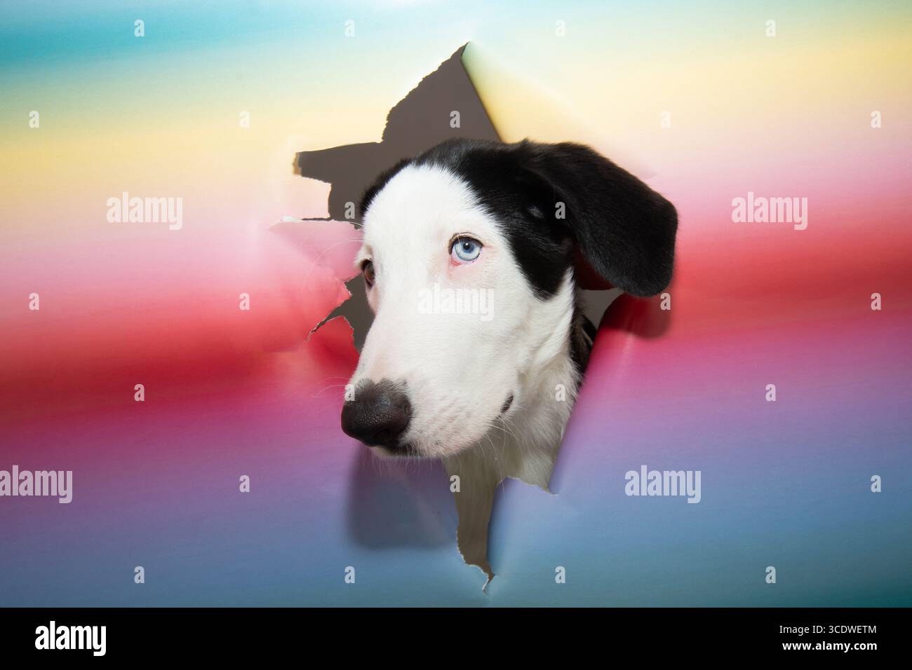 Un simpatico cane da cucciolo sbircia attraverso uno sfondo colorato lacerato con occhi curiosi e orecchie perlate. Foto Stock