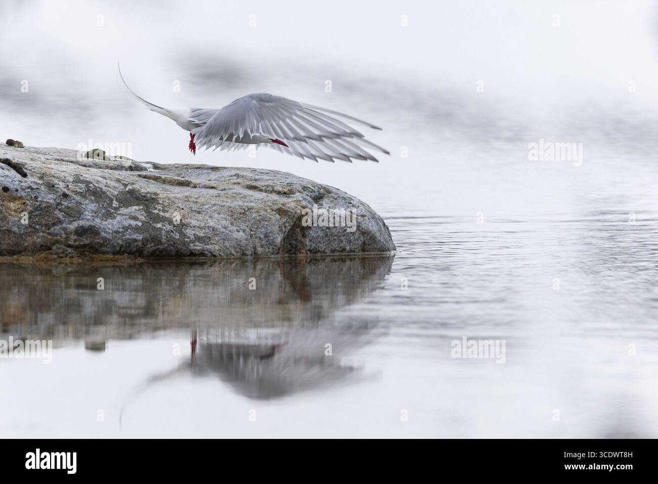 Terna artica (Sterna paradisaea) in volo, Terns (Sterninae), Gravnesodden, Spitsbergen, Svalbard Foto Stock