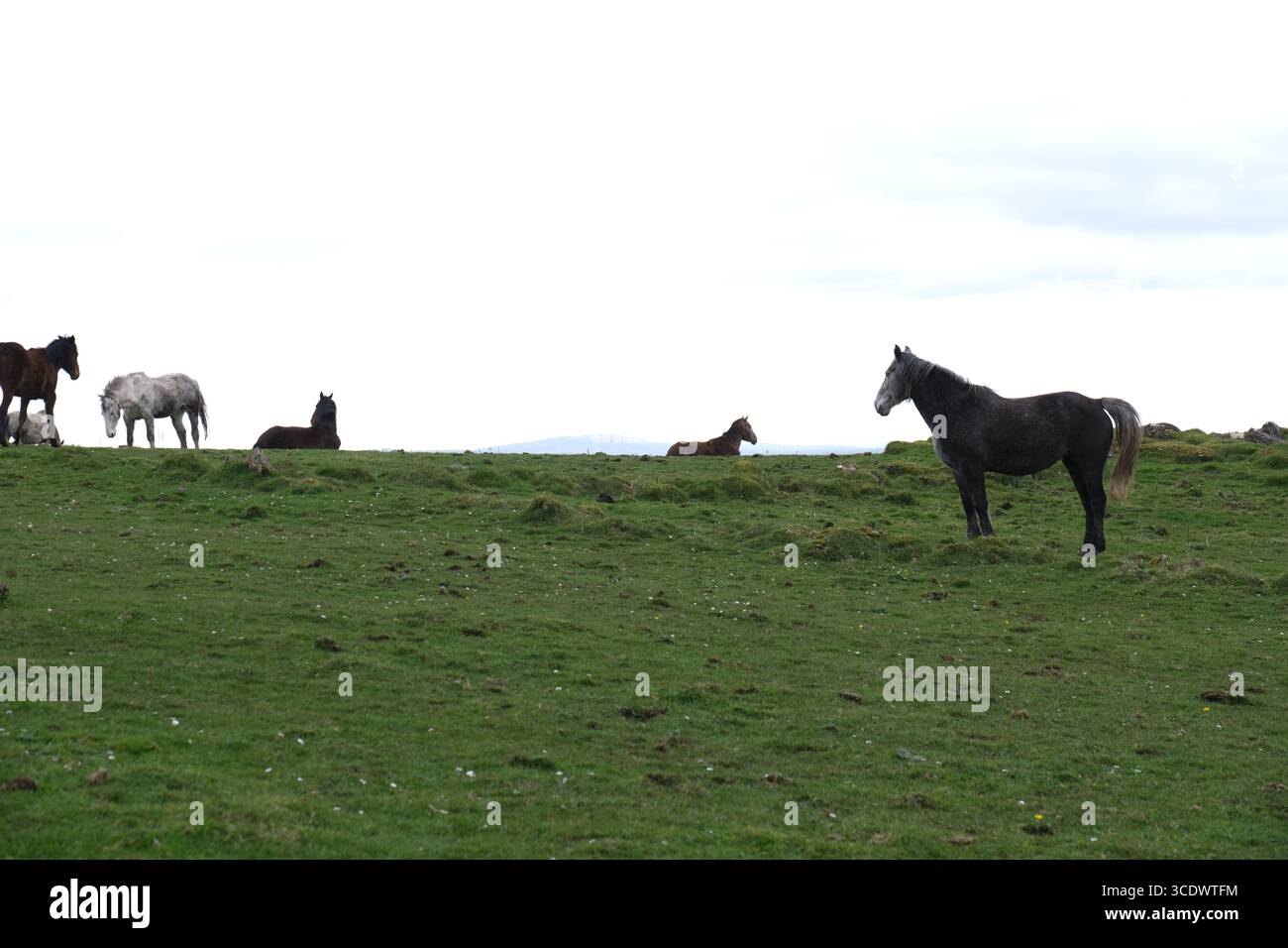 Cavalli su una collina - pascolo di erba verde con cielo nuvoloso bianco Foto Stock