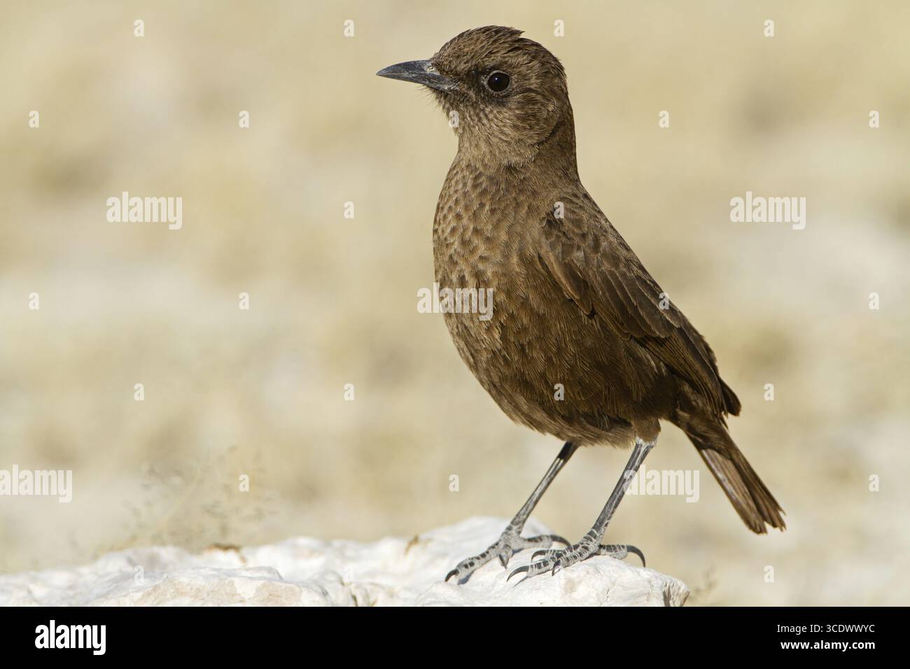 Southern Anteater Chat, Southern Anteater Chat, Myrmecocichla formicivora, Road to Okondeka Waterhole, Oshikoto / Etosha National Park, Namibia Foto Stock