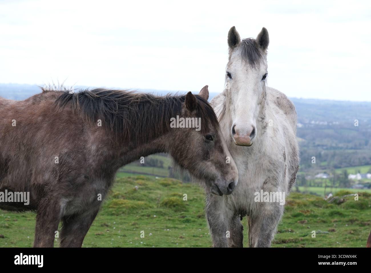 Due cavalli su una collina verde con villaggi sullo sfondo e cielo bianco - un cavallo marrone con un cavallo bianco e guardando la macchina fotografica. Foto Stock