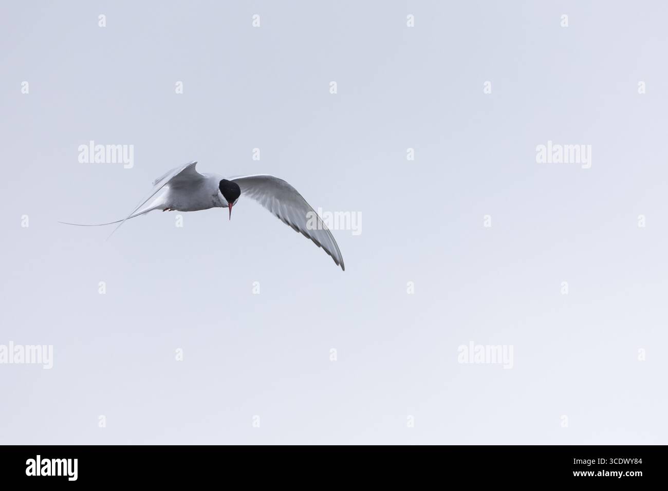 Terna artica (Sterna paradisaea) in un volo agitato per catturare pesci, Terns (Sterninae), Muchinsonfjord, Spitsbergen, Svalbard Foto Stock