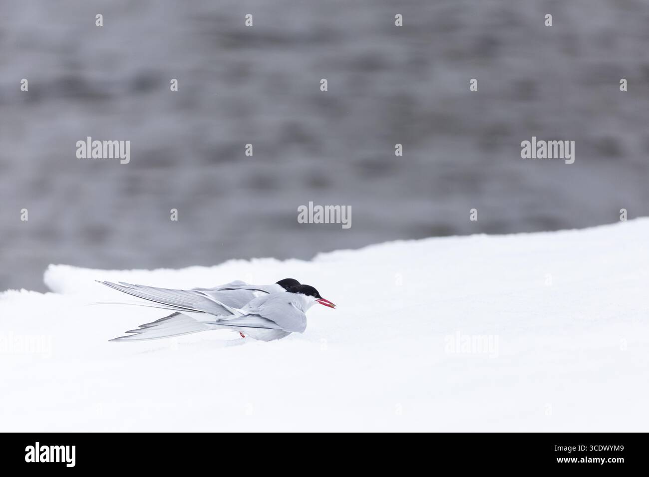 Terna artica (Sterna paradisaea), alimentazione delle coppie, dono nuziale, neve, Terns (Sterninae), Muchinsonfjord, Spitsbergen, Svalbard Foto Stock