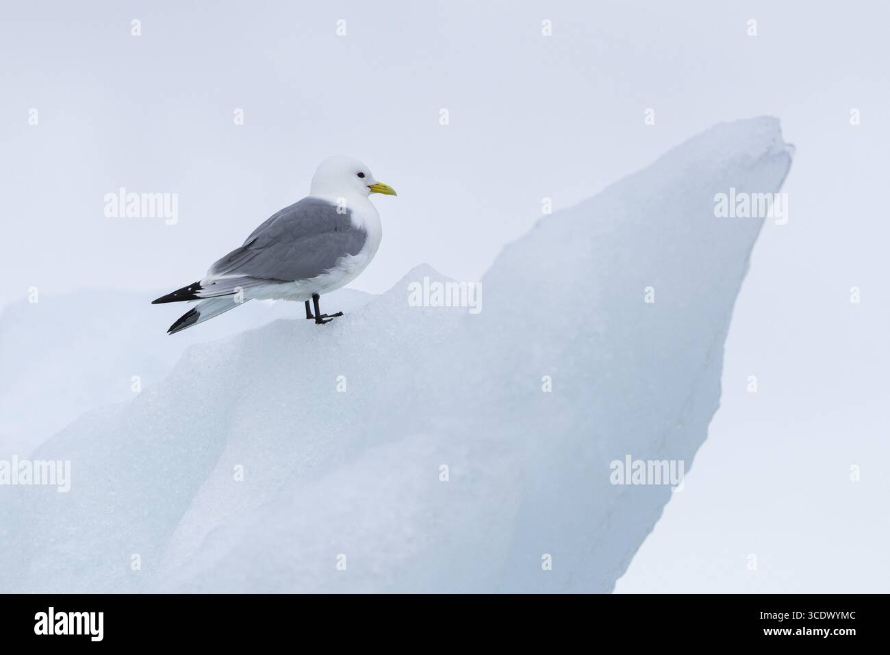 Kittiwake dalle zampe nere (Rissa tridactyla) seduta sull'iceberg, Konowbreen, Spitsbergen, Svalbard Foto Stock