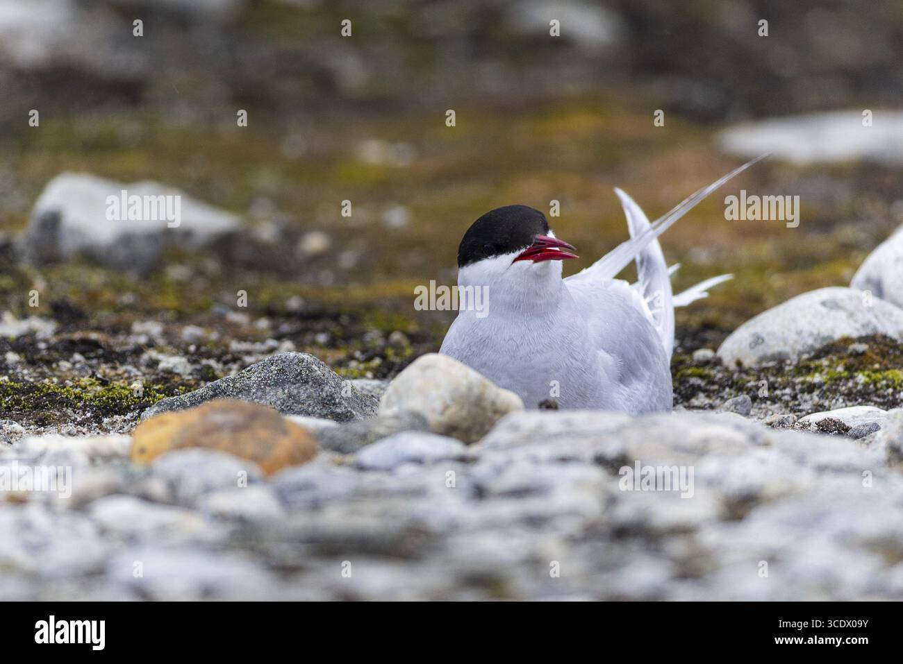 La Terna artica artica (Sterna paradisaea) si riproduce nel letto di ghiaia, Terns (Sterninae), Gravnesodden, Spitsbergen, Svalbard Foto Stock