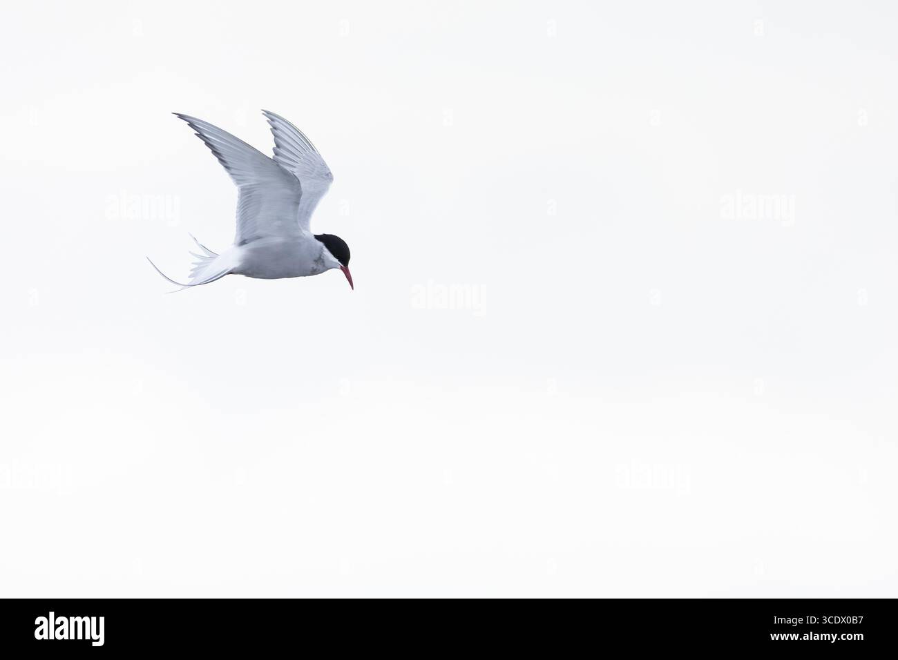 Terna artica (Sterna paradisaea) in un volo agitato per catturare pesci, Terns (Sterninae), Muchinsonfjord, Spitsbergen, Svalbard Foto Stock