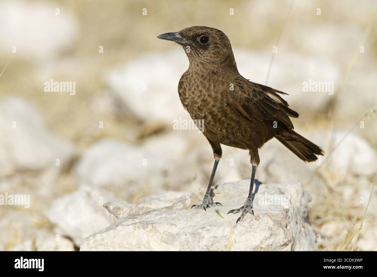 Southern Anteater Chat, Southern Anteater Chat, Myrmecocichla formicivora, Road to Okondeka Waterhole, Oshikoto / Etosha National Park, Namibia Foto Stock