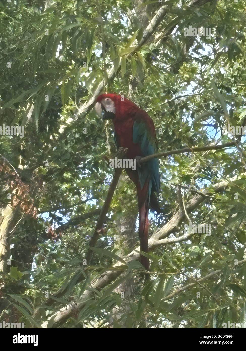 PAPPAGALLO DI MACAW A HAMPSTEAD HEATH LONDRA - Immagine stock catturata con smartphone