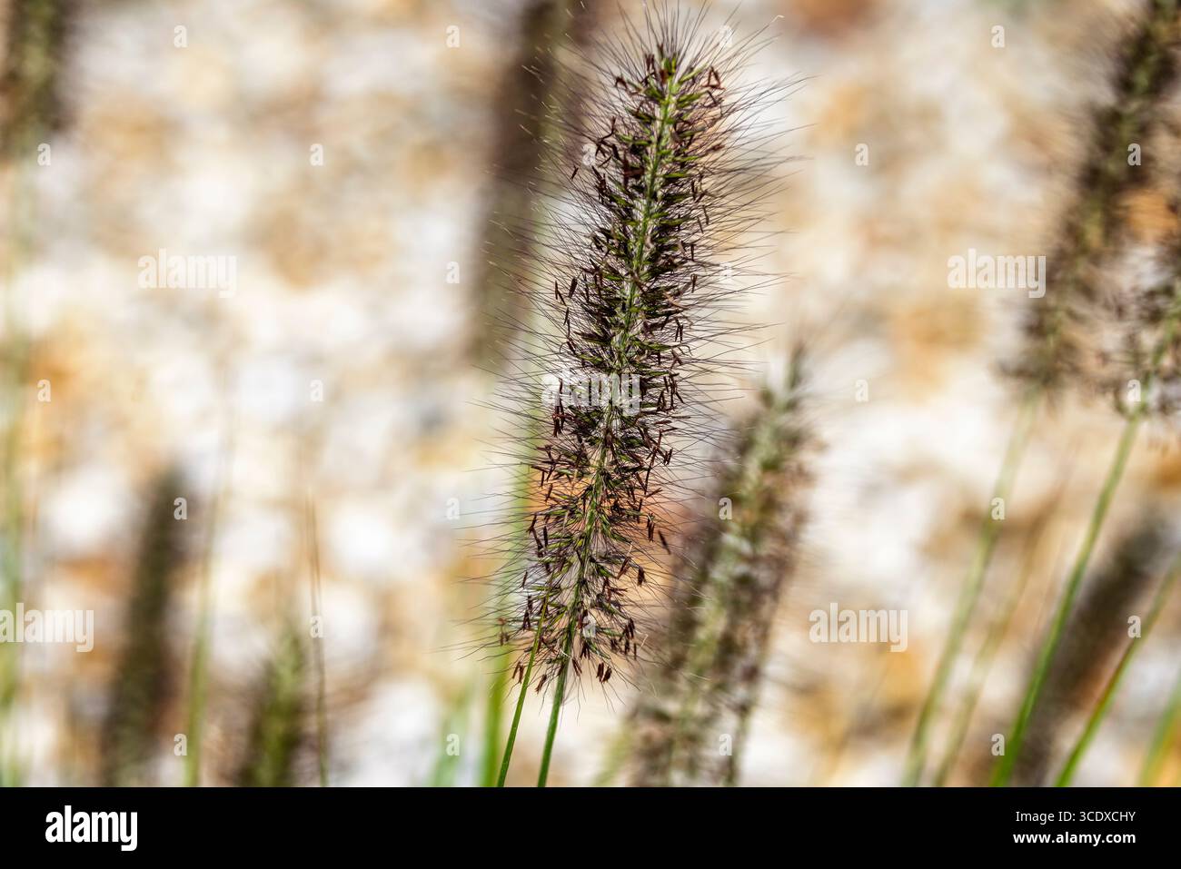 Raccogliere una testa di semina con gambo verde e semi castani scuri in giardino nel Wiltshire, Regno Unito, nell'agosto 2025 Foto Stock