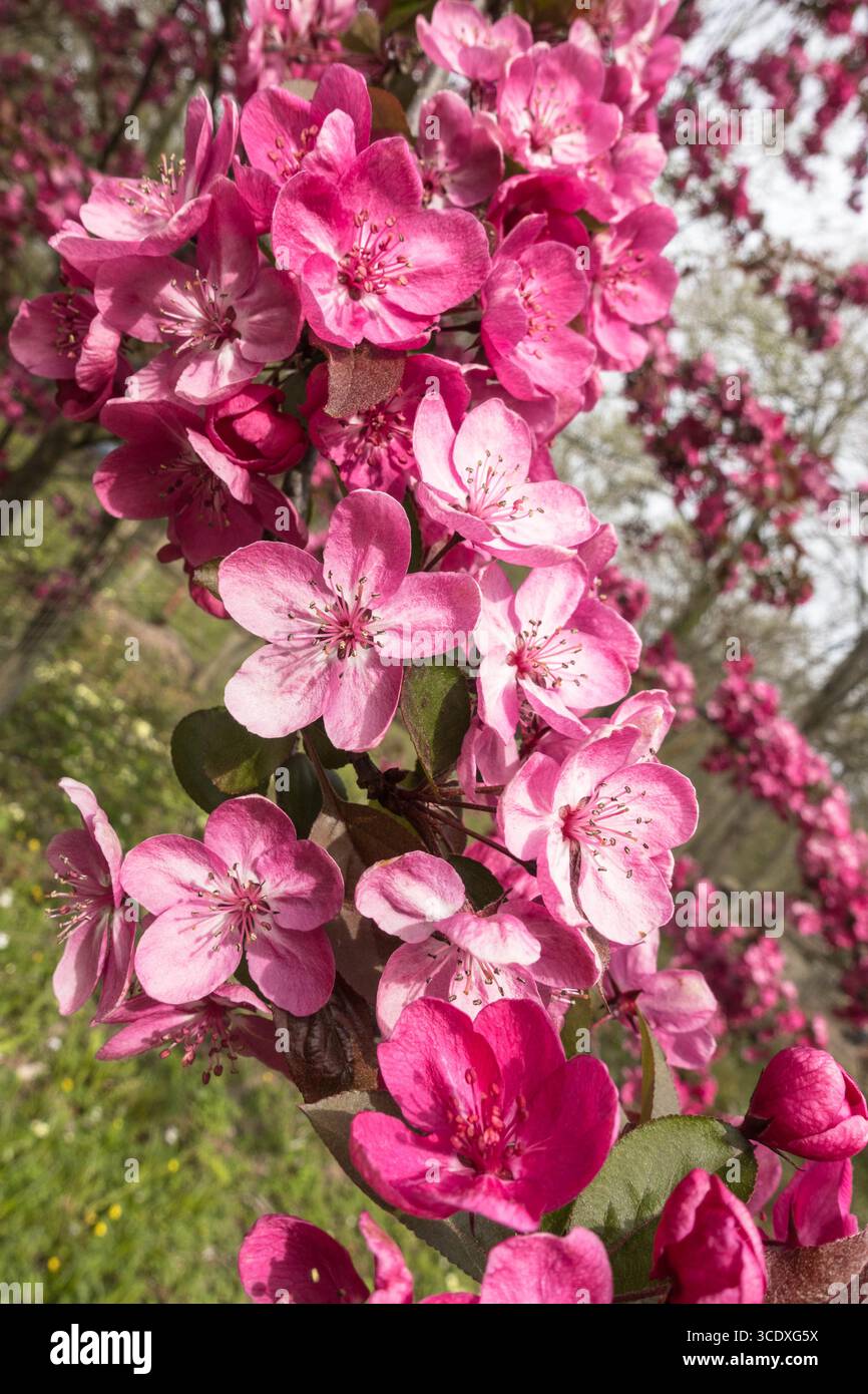 Il granchio cardinale (Malas cardina) con i suoi bellissimi fiori rosa. Dinmore Arboretum Herefordshire Inghilterra Regno Unito. Aprile 2025 Foto Stock