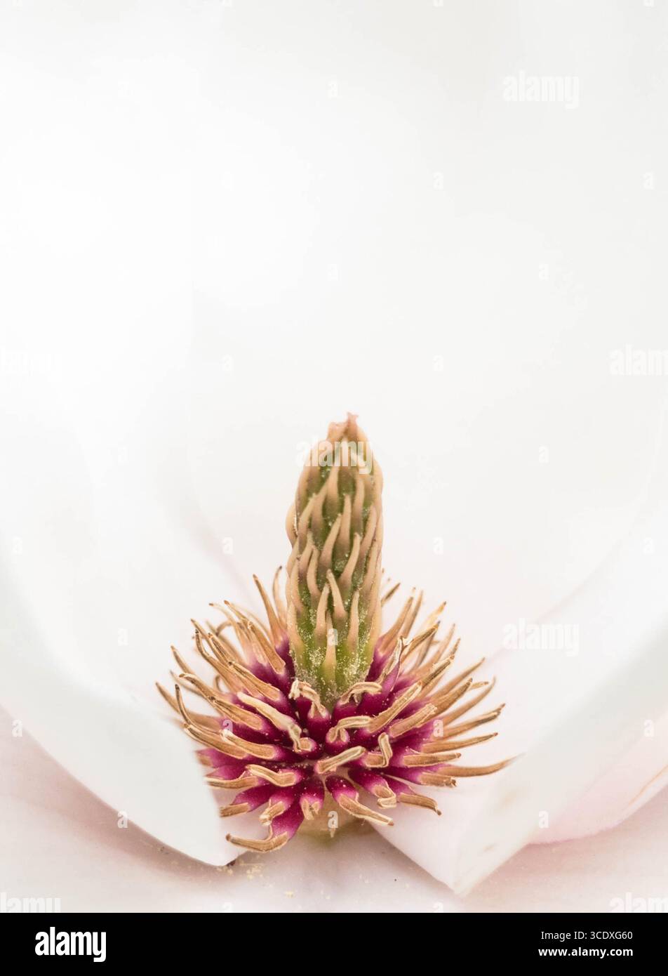 La via Lattea di Magnolia carpels e stami del fiore femminile. Dinmore Arboretum Herefordshire Inghilterra Regno Unito. Aprile 2025 Foto Stock