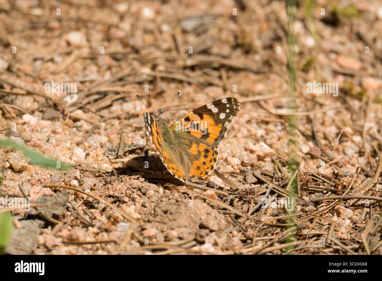 Dipinto Lady Butterfly (Vanessa cardui) a riposo sul terreno. Parco naturale della Sierra de Andújar Andalusia Spagna. Aprile 2025 Foto Stock