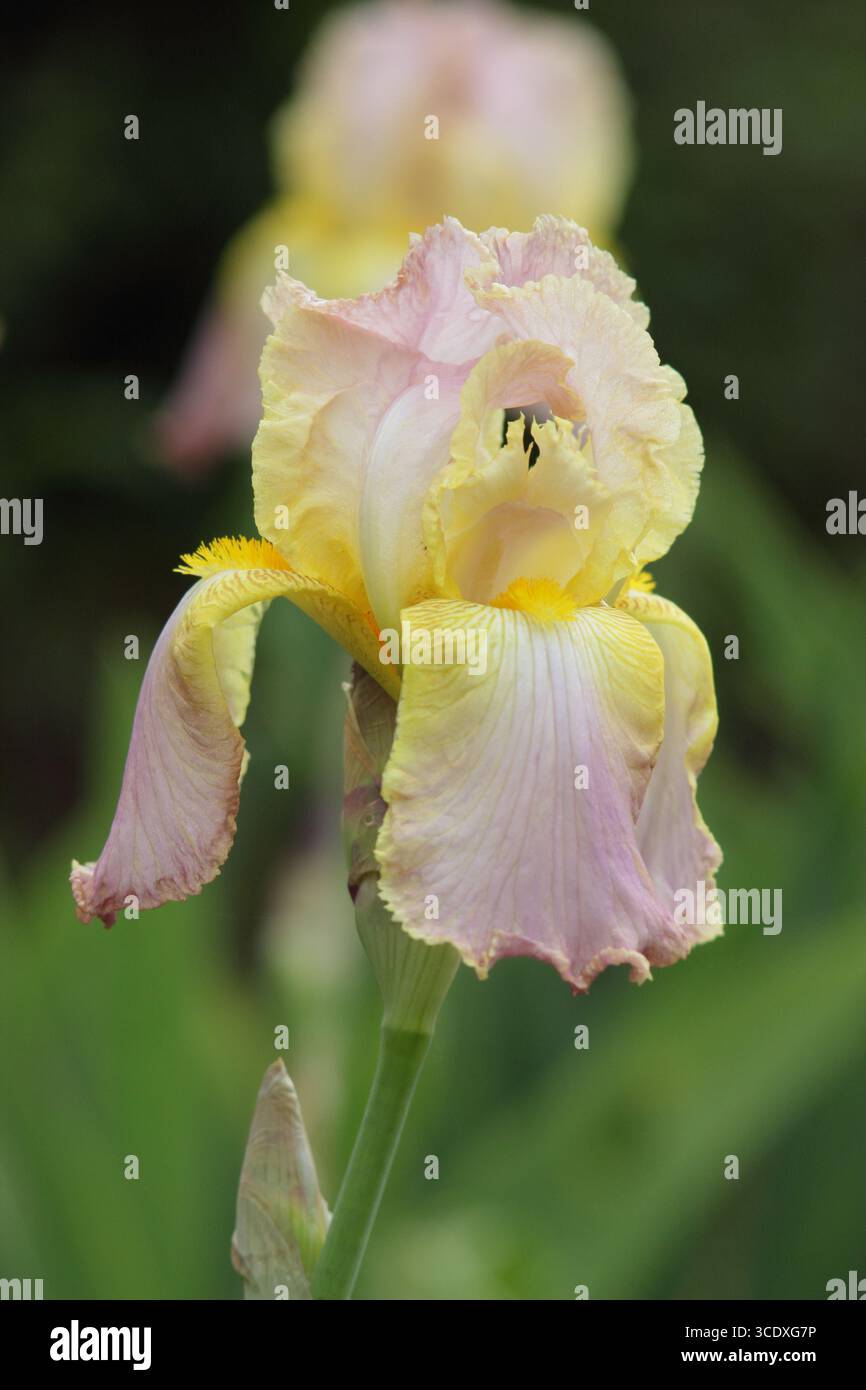 Iris Chantilly. Eleganti fiori rosa pallido di Iris barbuti "Chantilly" che mostrano la caratteristica barba gialla. REGNO UNITO Foto Stock