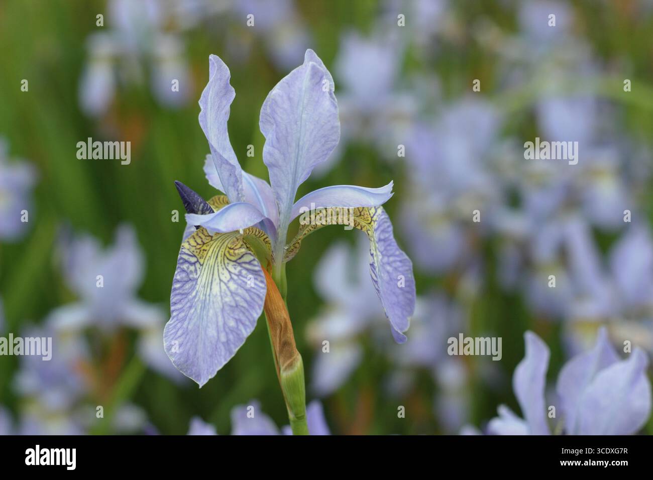 Iris Papillon. Fiori lilla pallidi di Iris siberiano Papillon drift piantati in un giardino all'inglese. REGNO UNITO Foto Stock