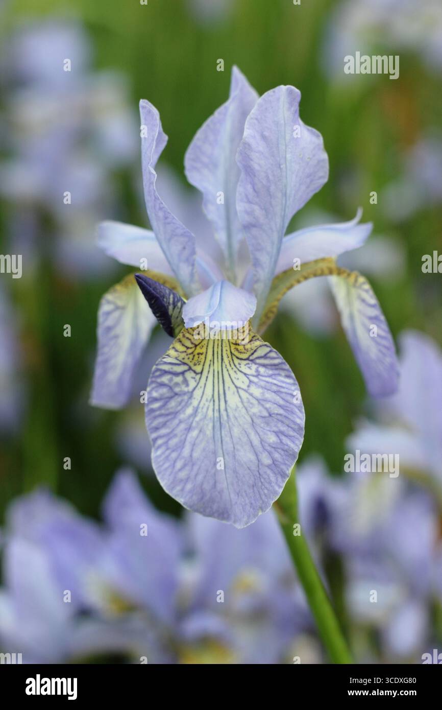 Iris Papillon. Fiori lilla pallidi di Iris siberiano Papillon drift piantati in un giardino all'inglese. REGNO UNITO Foto Stock