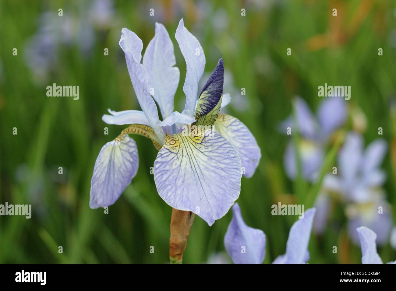 Iris Papillon. Fiori lilla pallidi di Iris siberiano Papillon drift piantati in un giardino all'inglese. REGNO UNITO Foto Stock
