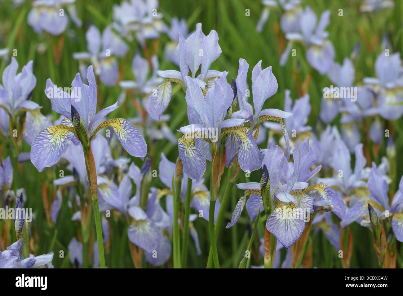 Iris Papillon. Fiori lilla pallidi di Iris siberiano Papillon drift piantati in un giardino all'inglese. REGNO UNITO Foto Stock