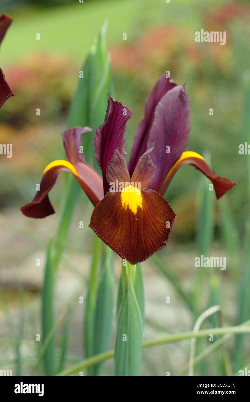 Iris Red Ember. Profondi fiori di colore marrone e giallo di Iris Red Ember che crescono all'inizio del giardino estivo. REGNO UNITO Foto Stock