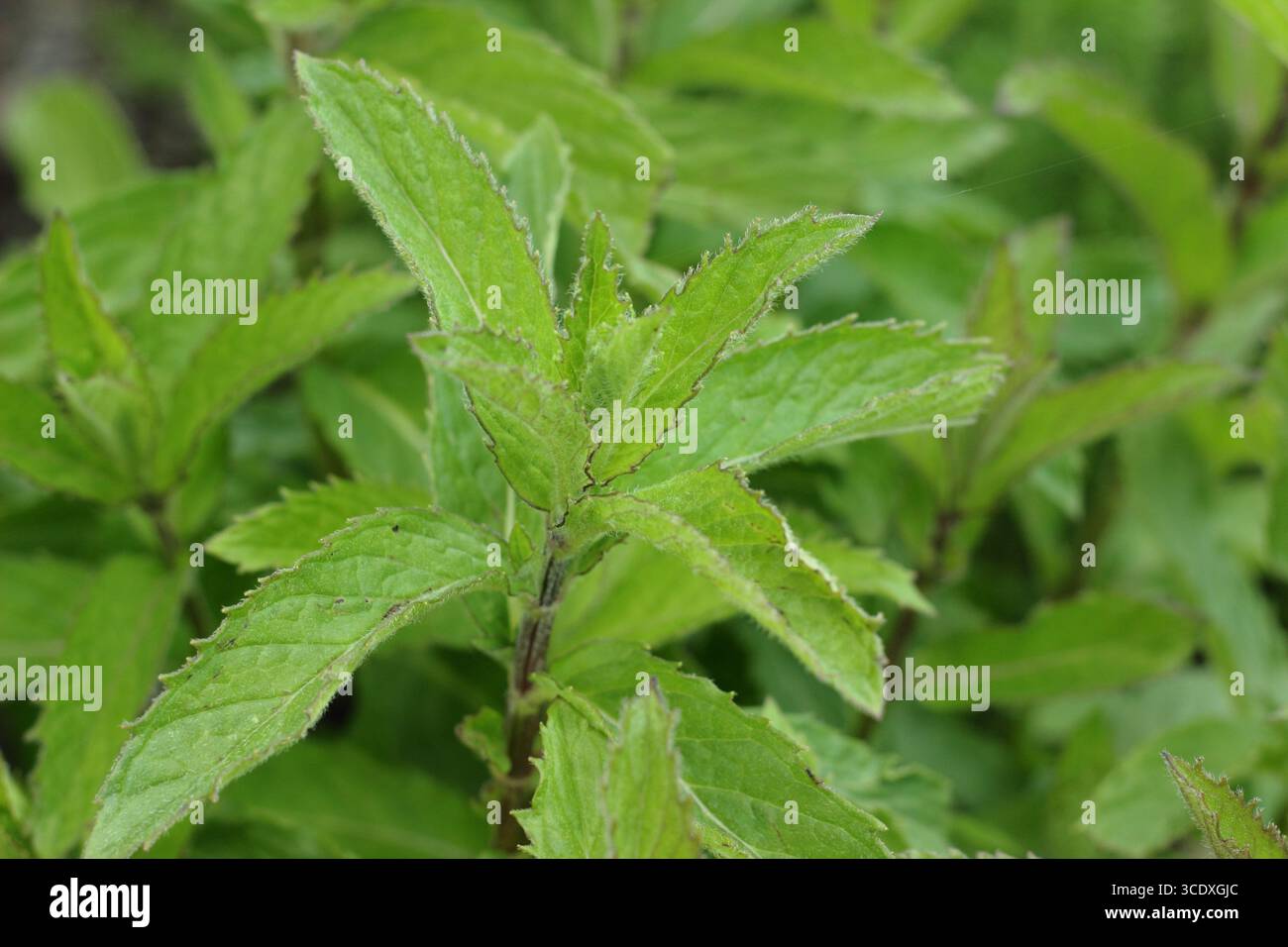 Impianto di menta a lancia. La crescita estiva della Spearmint Mentha Spicata , chiamata anche menta da giardino e menta comune. REGNO UNITO Foto Stock