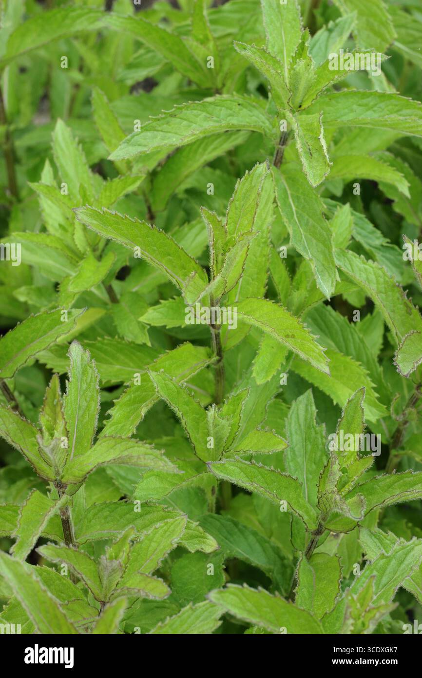 Impianto di menta a lancia. La crescita estiva della Spearmint Mentha Spicata , chiamata anche menta da giardino e menta comune. REGNO UNITO Foto Stock