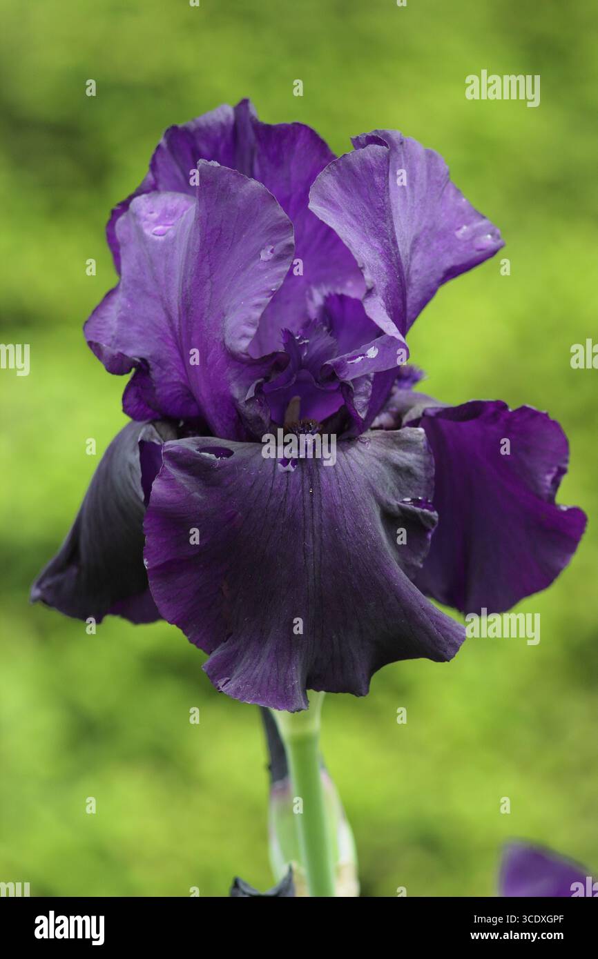 Iris Draco. Fiori viola scuro di Iris dalla barba alta 'Draco' all'inizio dell'estate. REGNO UNITO Foto Stock
