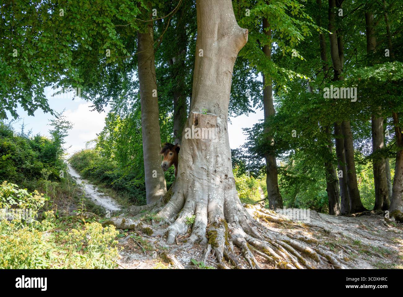 Cavallo che guarda intorno a un faggio con il suo corpo nascosto Foto Stock