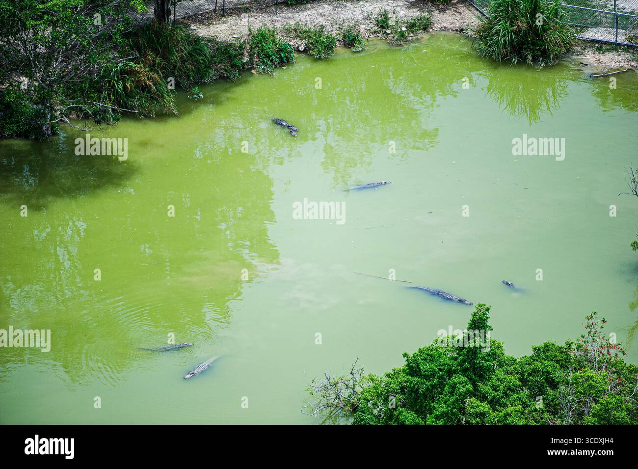 Immagini di stock di alligatori americani, Everglades National Park, Florida, Stati Uniti. Foto aeree. ©Paul Todd/OUTSIDEIMAGES.COM OUTSIDE IMAGES PHOTO AGENCY Foto Stock
