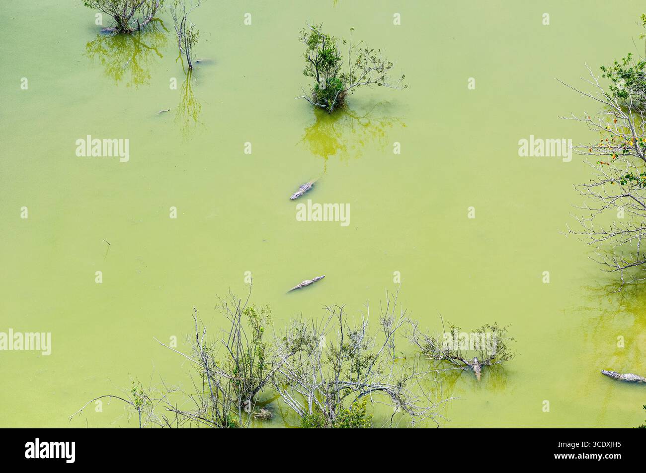 Immagini di stock di alligatori americani, Everglades National Park, Florida, Stati Uniti. Foto aeree. ©Paul Todd/OUTSIDEIMAGES.COM OUTSIDE IMAGES PHOTO AGENCY Foto Stock