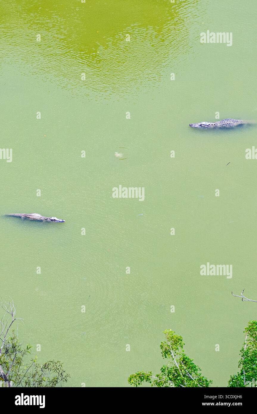 Immagini di stock di alligatori americani, Everglades National Park, Florida, Stati Uniti. Foto aeree. ©Paul Todd/OUTSIDEIMAGES.COM OUTSIDE IMAGES PHOTO AGENCY Foto Stock