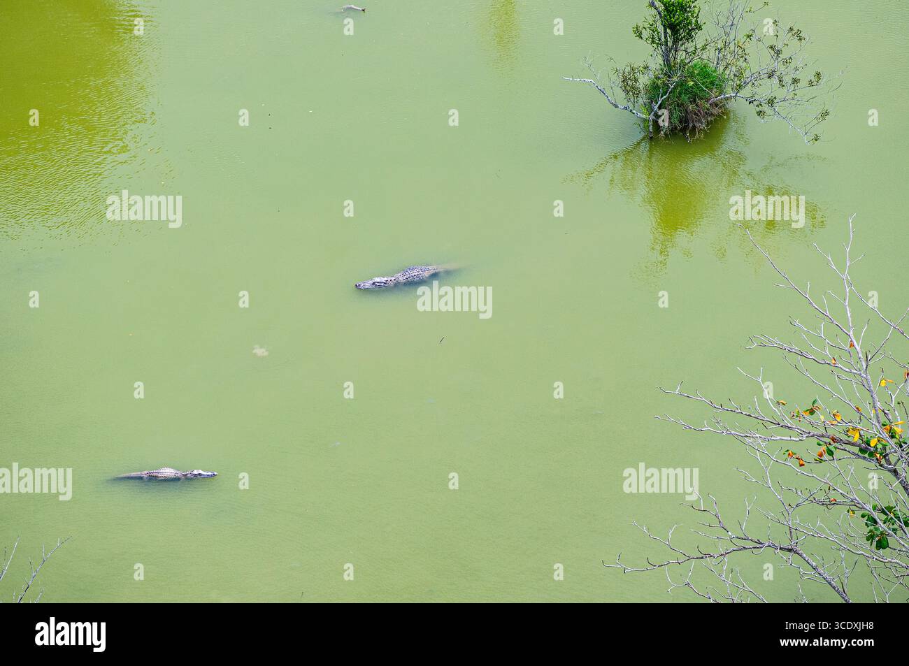 Immagini di stock di alligatori americani, Everglades National Park, Florida, Stati Uniti. Foto aeree. ©Paul Todd/OUTSIDEIMAGES.COM OUTSIDE IMAGES PHOTO AGENCY Foto Stock