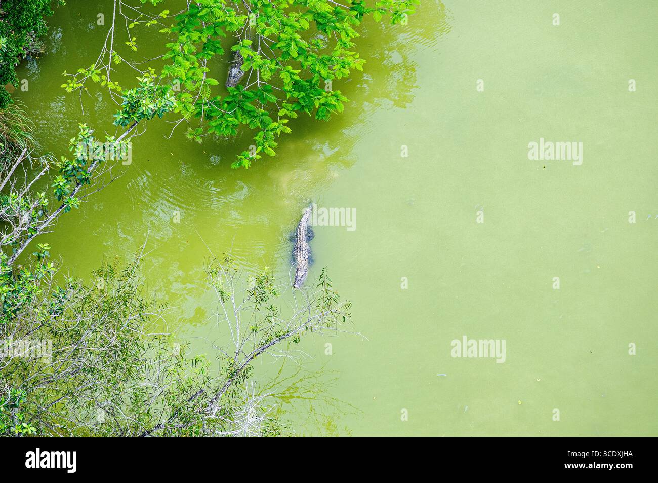 Immagini di stock di alligatori americani, Everglades National Park, Florida, Stati Uniti. Foto aeree. ©Paul Todd/OUTSIDEIMAGES.COM OUTSIDE IMAGES PHOTO AGENCY Foto Stock