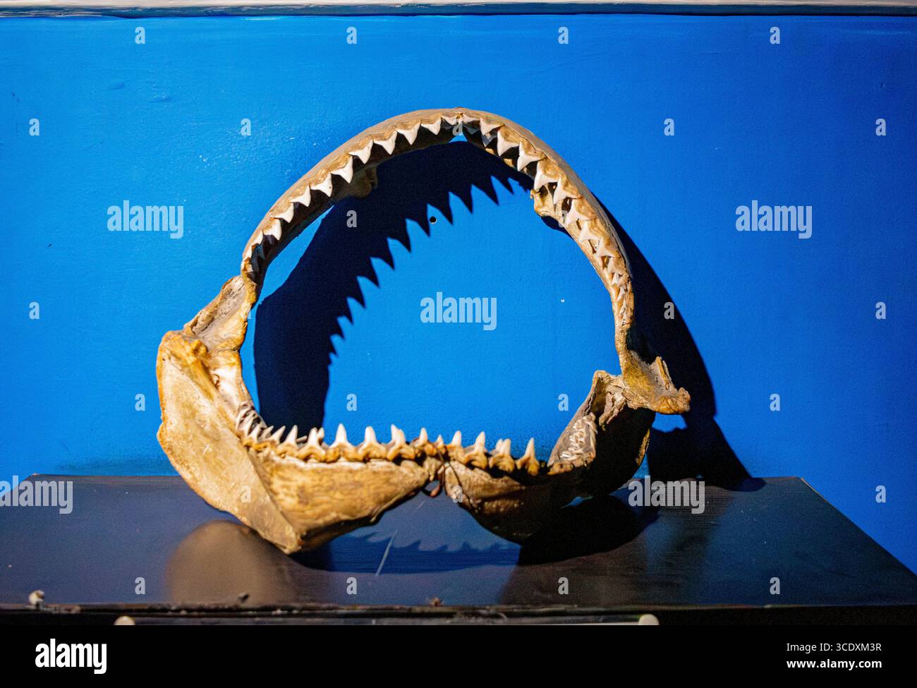 Uno straordinario scheletro di squalo esposto su sfondo blu all'Acquario di Santa Marta, che mostra l'affascinante vita marina di Santa Marta, Colombia. Foto Stock