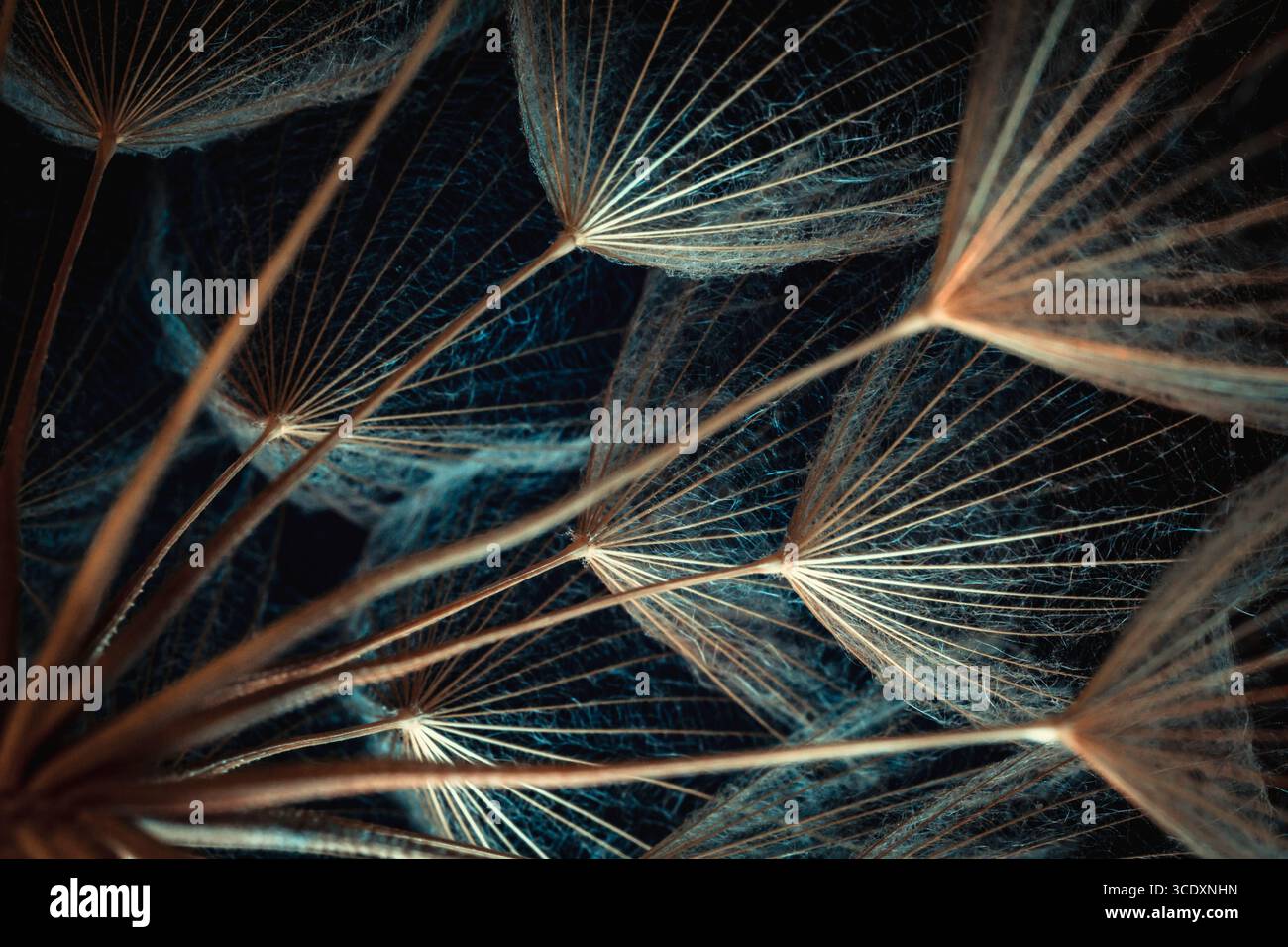 Primo piano macro di Dandelion Seeds con dettagli delicati e toni blu-arancio Foto Stock