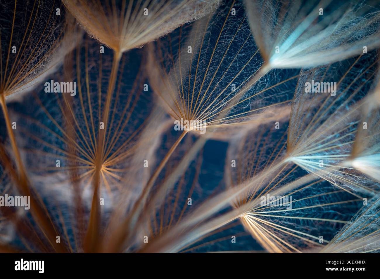 Primo piano macro di Dandelion Seeds con dettagli delicati e toni blu-arancio Foto Stock