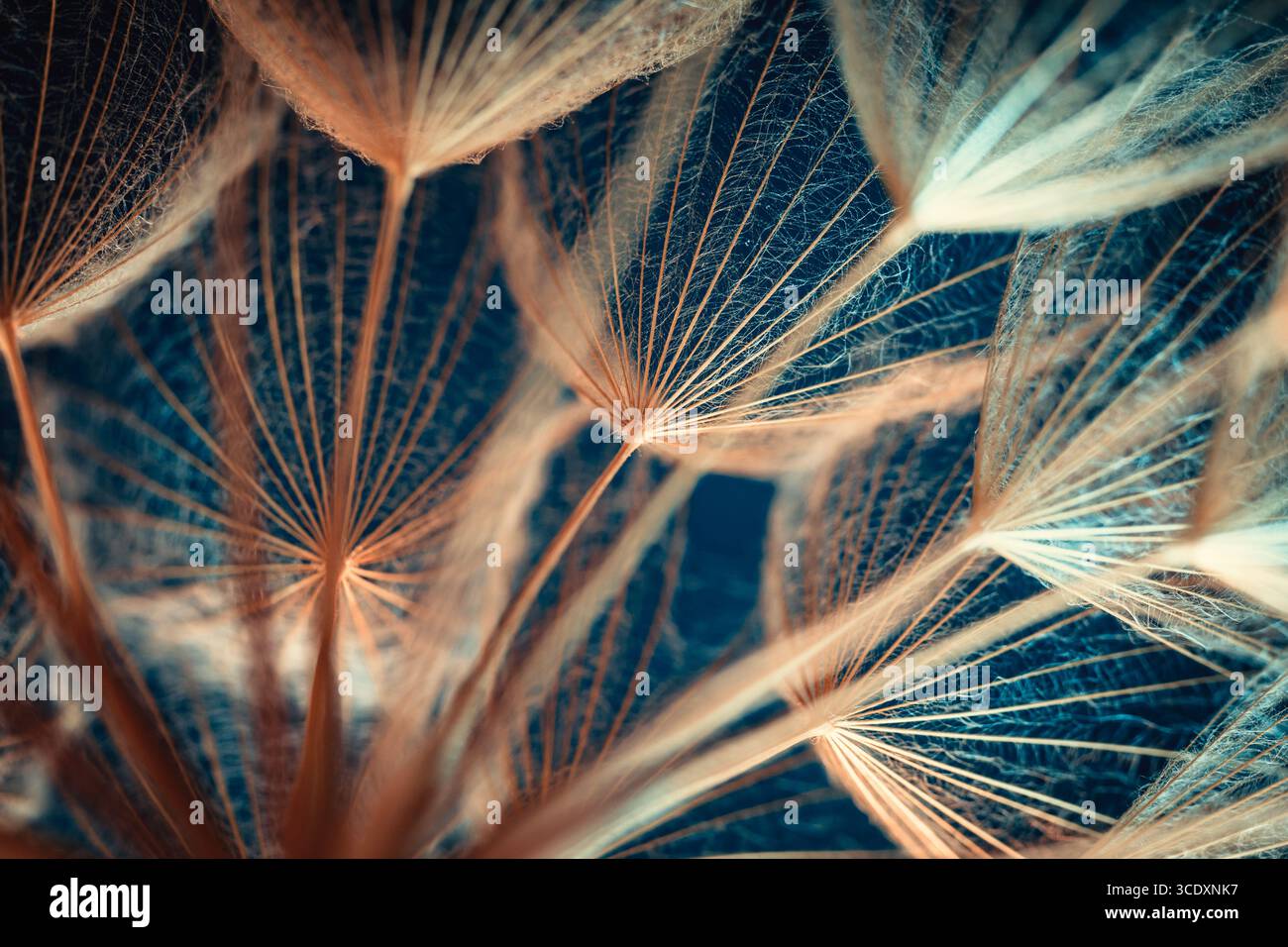Primo piano macro di Dandelion Seeds con dettagli delicati e toni blu-arancio Foto Stock